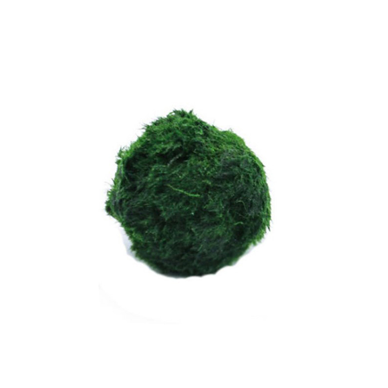 Planted Aquarium Algae - Marimo Moss Balls Live Aquarium Plant