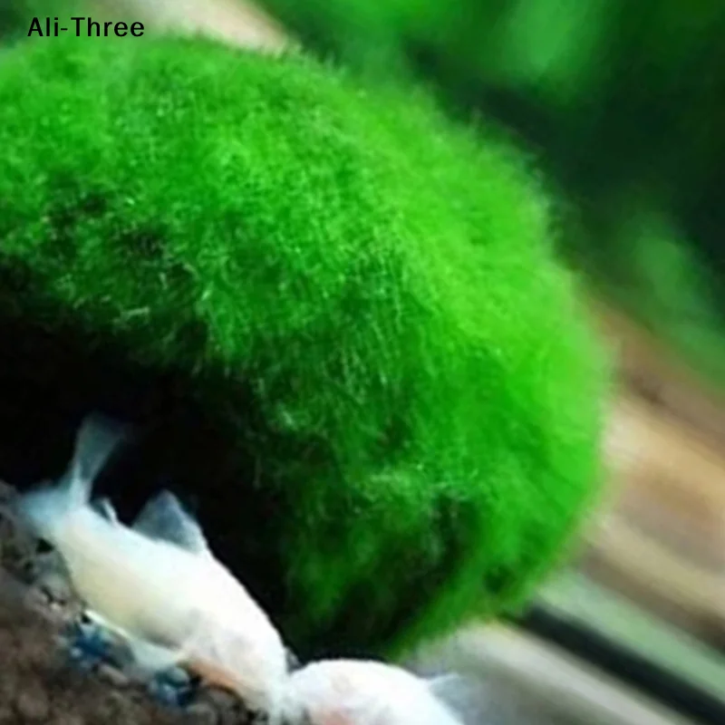 1Pcs 3-4cm Moss Balls Live Aqu - Aquarium Planted Tank Substrate ulasan dan harga