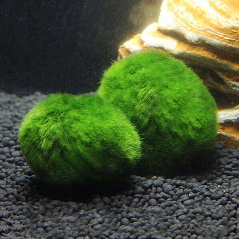 1Pcs 3-4cm Moss Balls Live Aqu - Aquarium Planted Tank Substrate ulasan dan harga