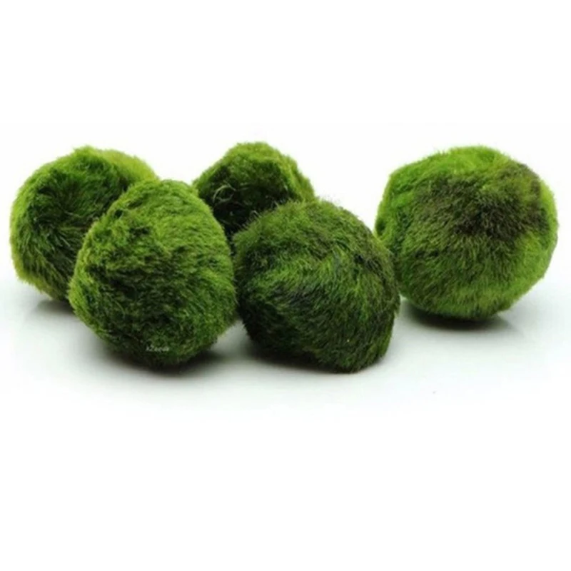 1Pcs 3-4cm Moss Balls Live Aqu - Aquarium Planted Tank Substrate ulasan dan harga