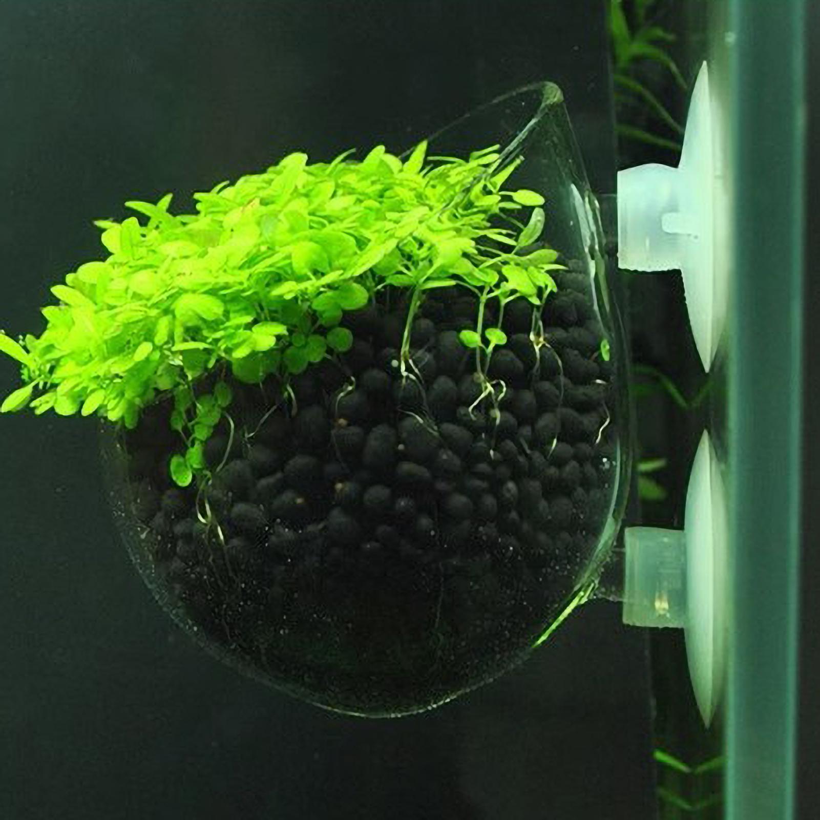 Aquarium Glass Plant Pot with  - Aquarium Planted Tank Substrate ulasan dan harga