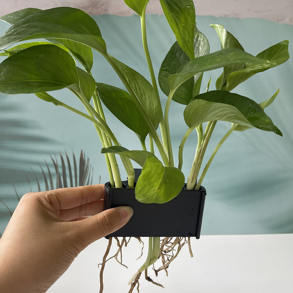 Aquarium Plant Holder with Han - Aquarium Planted Tank Substrate ulasan dan harga