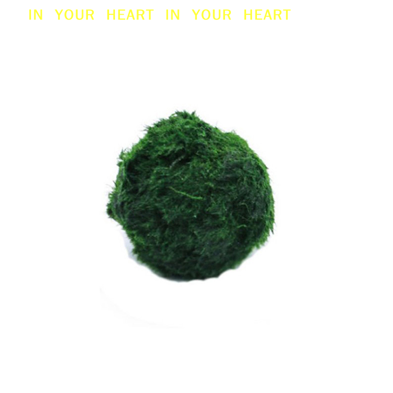 【X】3-4cm Marimo Moss Balls Liv - Planted Aquarium Algae ulasan dan harga