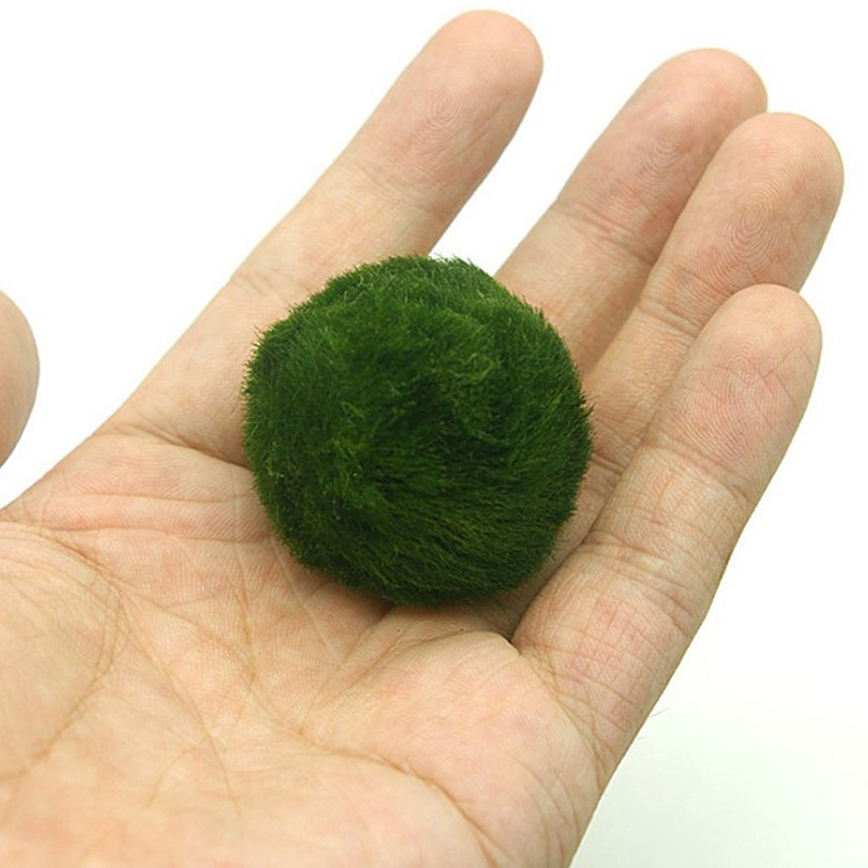 Marimo Moss Balls Live Aquariu - Planted Aquarium Algae ulasan dan harga