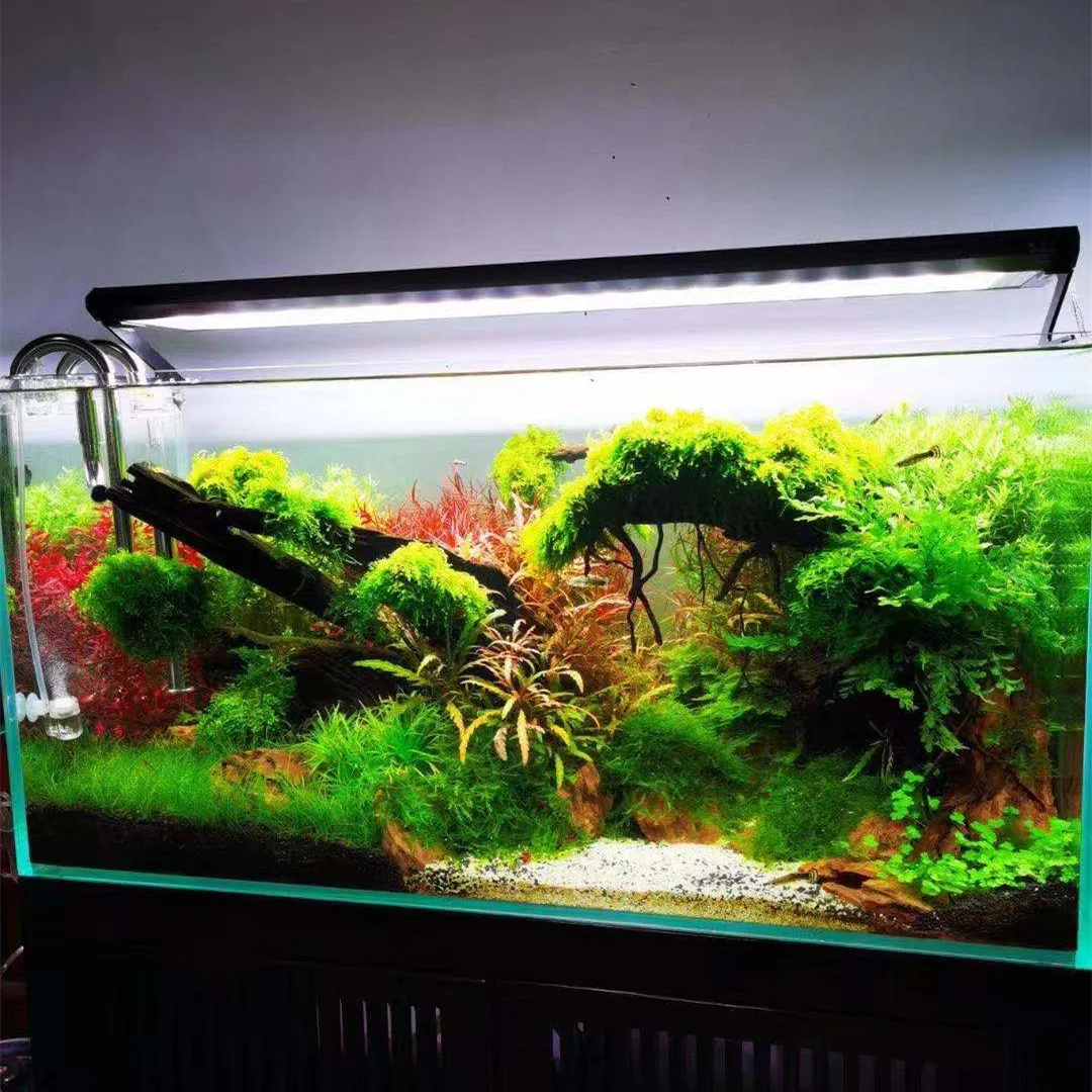 WEEK AQUA P Series Aquarium Fu - Aquarium Plant On Top ulasan dan harga