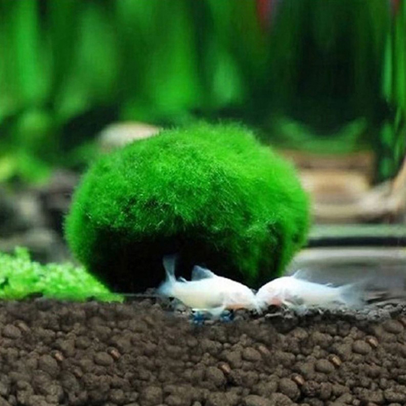 Live Marimo Moss Balls 3-4cm G - Aquarium Planted Tank Substrate ulasan dan harga